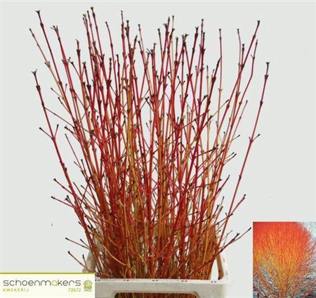 <h4>Cornus Sa Winter Beauty</h4>