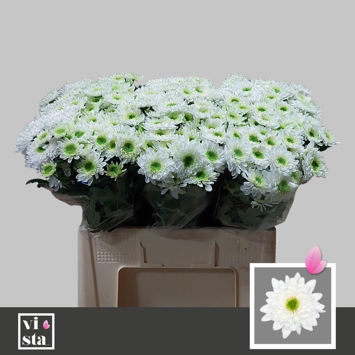 <h4>CHR T COMMANDER</h4>