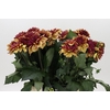 Dahlia Creme de Cognac