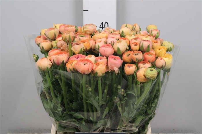 <h4>Ran El. Salmon Ex</h4>