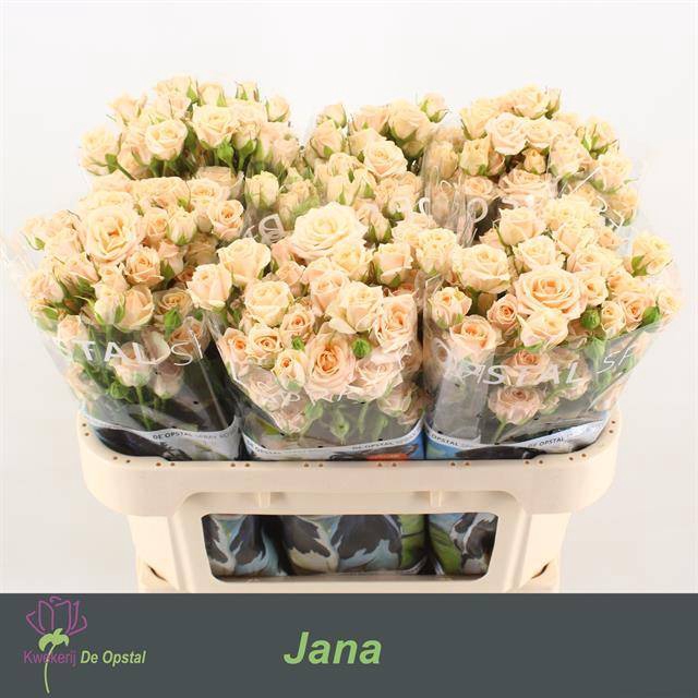 <h4>Rosa spray jana</h4>