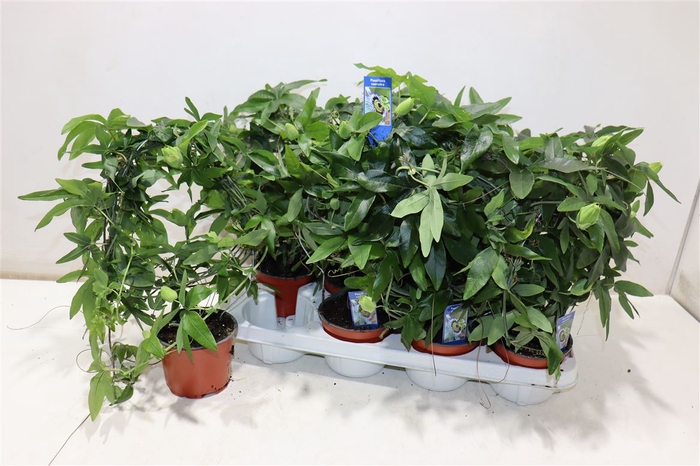 <h4>Passifl Caerulea</h4>