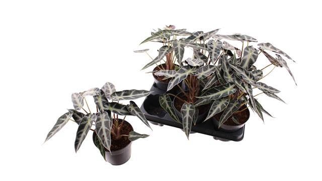 <h4>Alocasia  'Bambino Arrow'</h4>