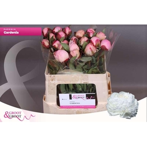 Paeonia Gardenia | Heavy Quality
