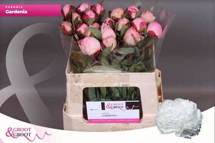 <h4>Paeonia Gardenia | Heavy Quality</h4>