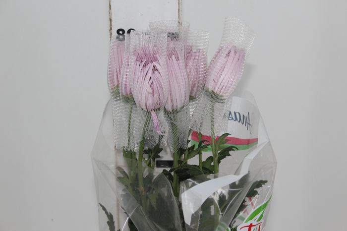<h4>ANASTASIA CIPRIA 080 CM LILAS</h4>