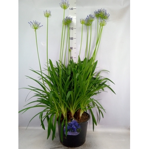 Agapanthus TR 'Dr. Brouwer'