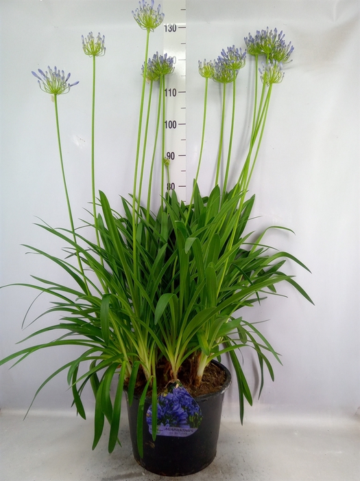 <h4>Agapanthus TR 'Dr. Brouwer'</h4>