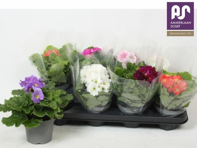 <h4>PRIM OB TM GEM</h4>