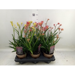 Anigozanthos   ...mix