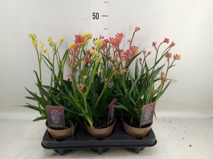 <h4>Anigozanthos   ...mix</h4>