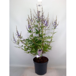 Vitex agnus-castus