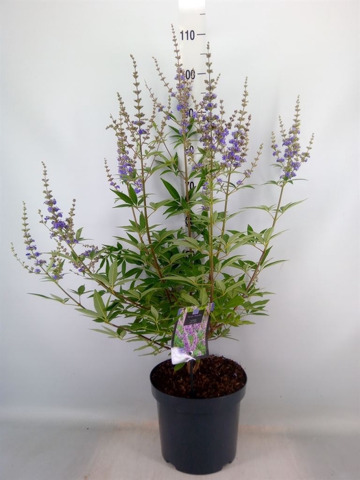 <h4>Vitex agnus-castus</h4>