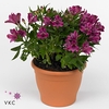 ALST INTI PURPLE