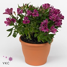 ALST INTI PURPLE