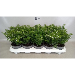 Cuphea hyssop.