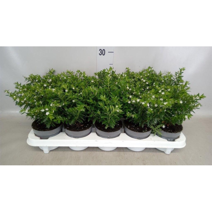 <h4>Cuphea hyssop.</h4>