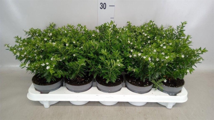 <h4>Cuphea hyssop.</h4>