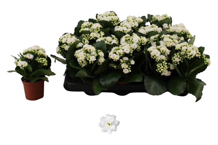 <h4>KAL GE DON DIONE</h4>