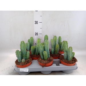 Cereus   ...