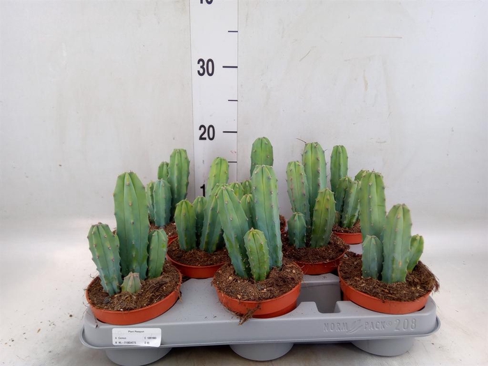 <h4>Cereus   ...</h4>