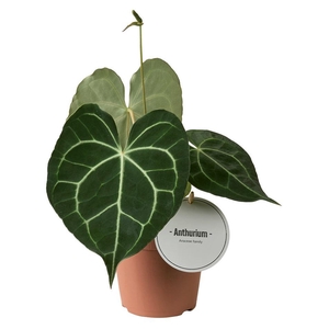 Anthurium Clarinervium