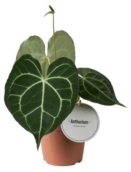 <h4>Anthurium Clarinervium</h4>