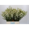 Chamelaucium Ofir