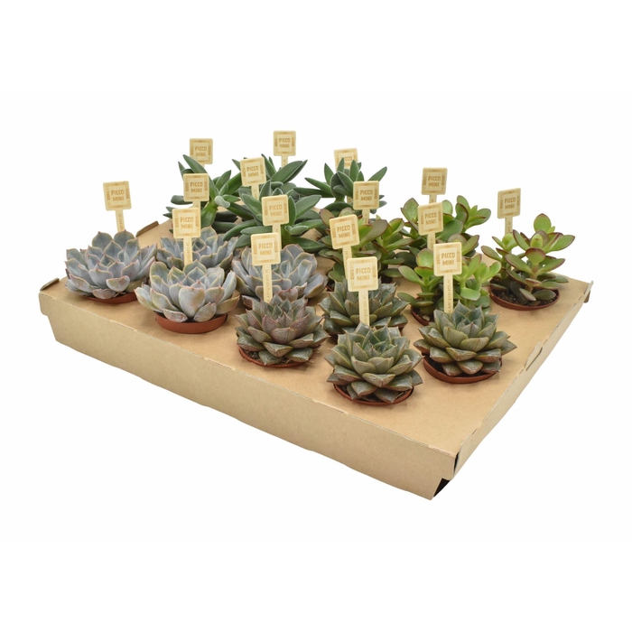<h4>Succulents   ...mix 4</h4>