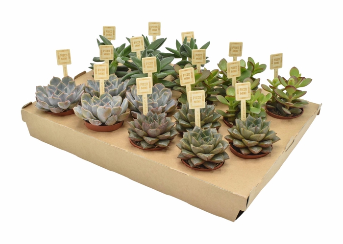 Succulents   ...mix 4