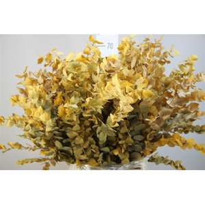 Stuartiana Gestabiliseerd Yellow