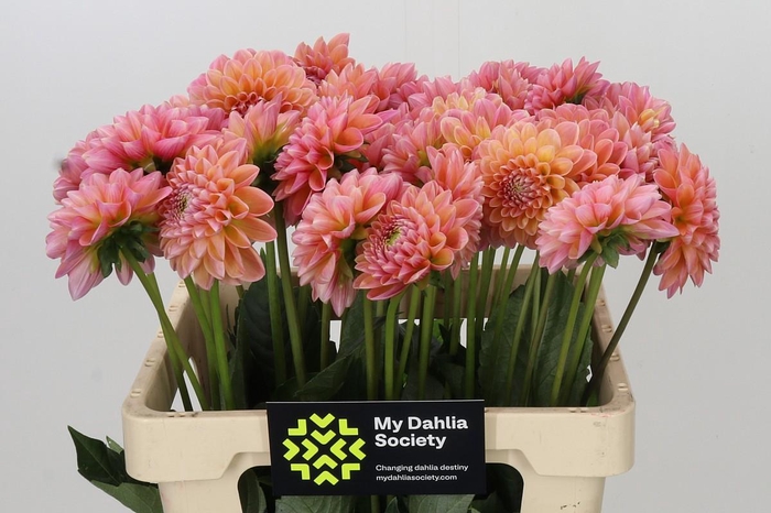 <h4>Dahlia Linda's Baby</h4>