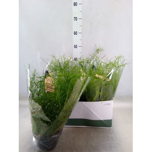 Rhipsalis   ...