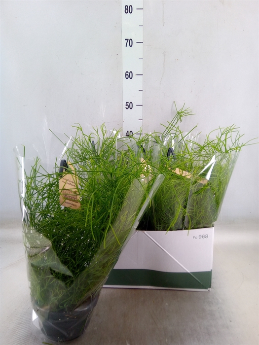 <h4>Rhipsalis   ...</h4>