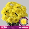 CHR T PINA CO YELLOW
