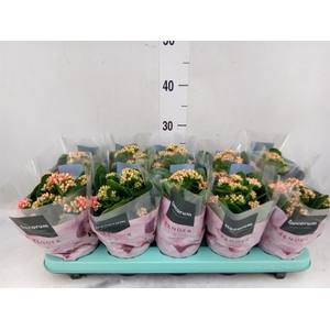 Kalanchoe blos. 'Serenity Coral'