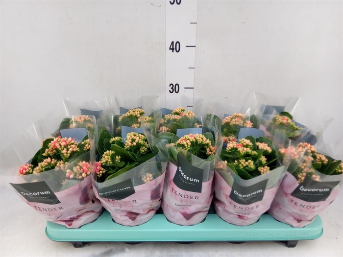 <h4>Kalanchoe blos. 'Serenity Coral'</h4>