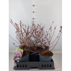 Salix gracilistyla 'Mt. Aso'