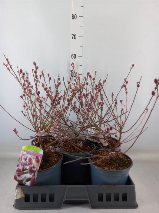 <h4>Salix gracilistyla 'Mt. Aso'</h4>