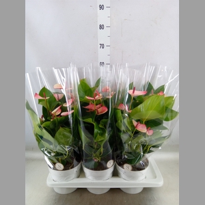 Anthurium andr. 'Mystique'