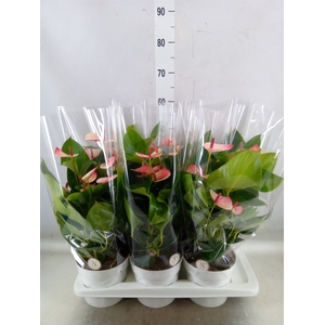 Anthurium andr. 'Mystique'
