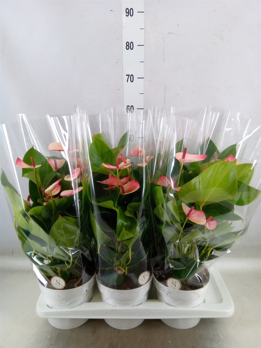 <h4>Anthurium andr. 'Mystique'</h4>