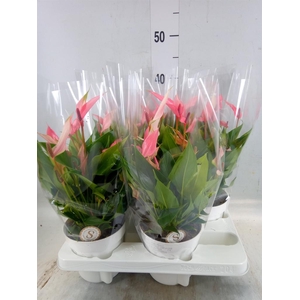 Anthurium andr. 'Lilli'