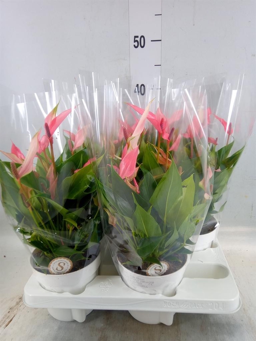 <h4>Anthurium andr. 'Lilli'</h4>