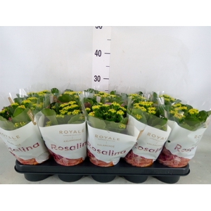 Kalanchoe blos. 'RosDon Pedro'