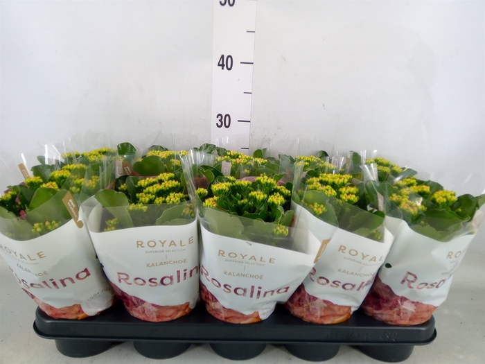 <h4>Kalanchoe blos. 'RosDon Pedro'</h4>