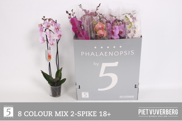 <h4>PHAL GEM 8 KL</h4>