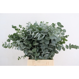EUC CINEREA PER STEM