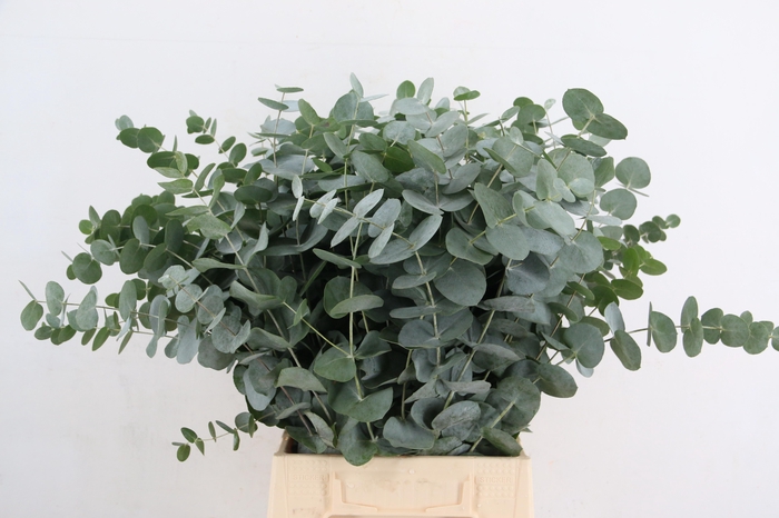 <h4>EUC CINEREA PER STEM</h4>
