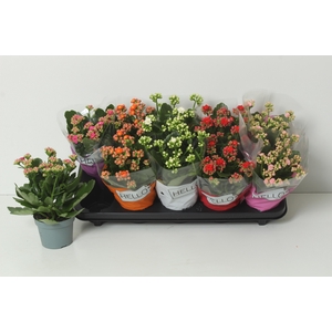 KAL GE PERF GEM 5 KL